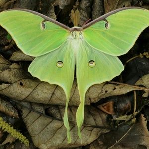 Meet your Posher, Angel